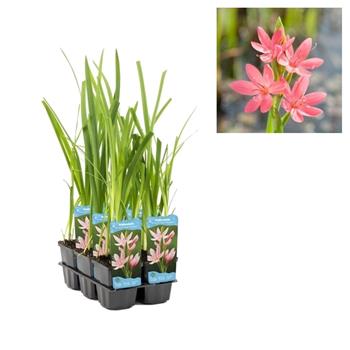 Schizostylis 'Mrs Hegarty' 9cm