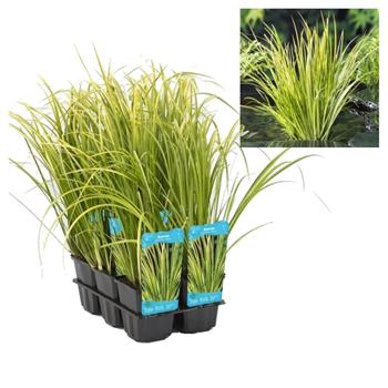 Puškvorec trávovitý Ogon květináč 9cm