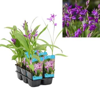 Orchidej vzpřímená květináč 9cm