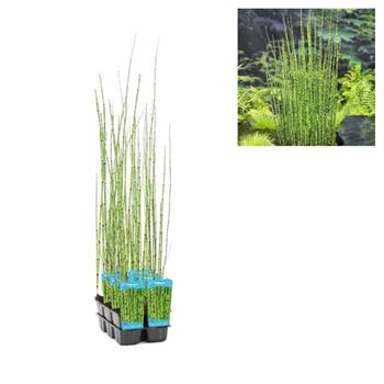 Přeslička japonská květináč 9cm