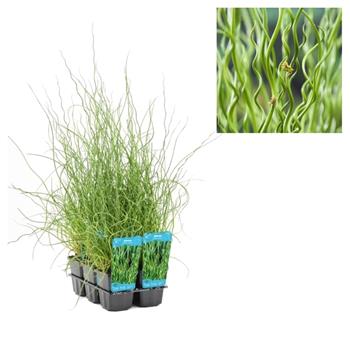Sítina rozkladitá Spiralis květináč 9cm