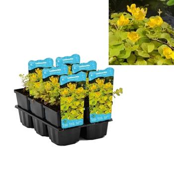 Vrbina penízková Aurea květináč 9cm