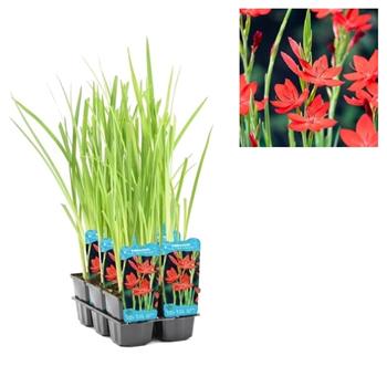 Schizostylis Major květináč 9cm