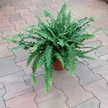 Nephrolepis exaltata P17