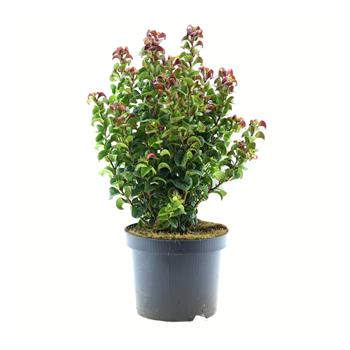 Leukothoe úžlabní Curly Red květináč 2 litry, výška 20/25cm, keř