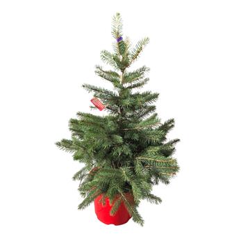 Smrk pichlavý výška 60/80cm