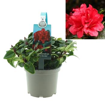Pěnišník Scarlet Wonder květináč 1,5 litru, výška 20/25cm, keř