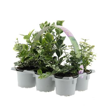 Brslen mix 6-pack