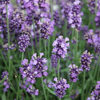 Levandule úzkolistá Hidcote 2 litry
