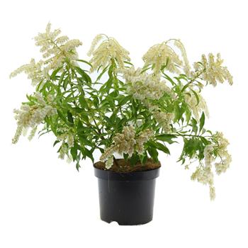 Pieris japonský Forest Flame květináč 2 litry, výška 20/25cm, keř