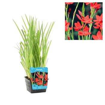 Schizostylis květináč 3 litry