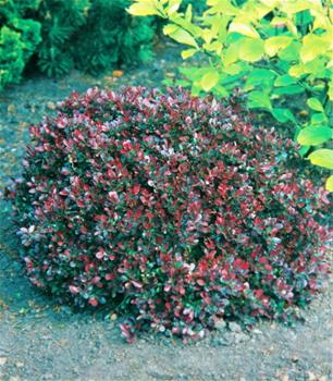 Dřišťál Thunbergův Atropurpurea Nana květináč 2,5 litru, výška 15/20cm, keř