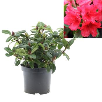 Pěnišník plazivý  Scarlet Wonder květináč 2,5 litru, výška 20/25cm, keř