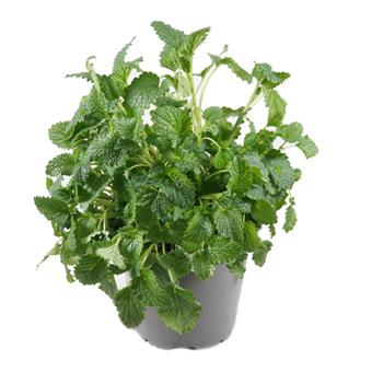 Meduňka lékařská květináč 14cm
