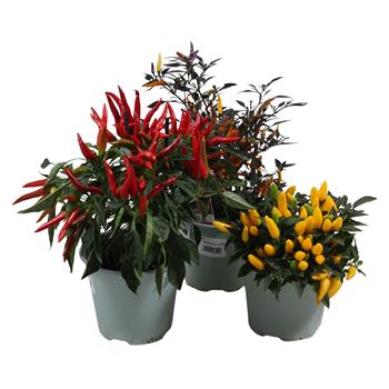 Paprika roční - chilli mix, květináč 14cm