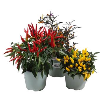 Paprika roční - chilli mix, květináč 14cm