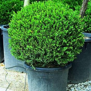 Zimostráz Faulkner květináč 15 litrů, průměr 35/40cm, koule