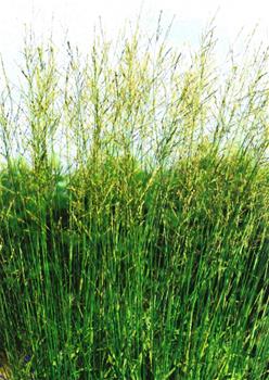 Molinia arundinacea Karl Foerster C2