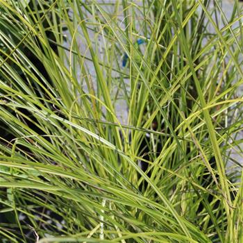 Miscanthus sinensis Gracillimus C10