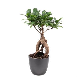Fíkovník maloplodý bonsai, květináč 12cm