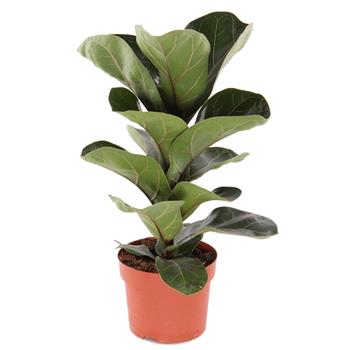 Fíkus lyrový Bambino květináč 12cm