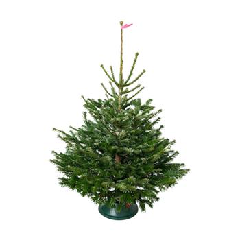 Jedle kavkazská řezaná 125-150cm