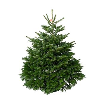 Jedle kavkazská řezaná 150-175cm