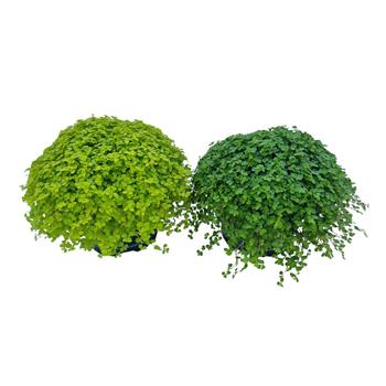 Soleirolie, domácí štěstí mix květináč 11cm