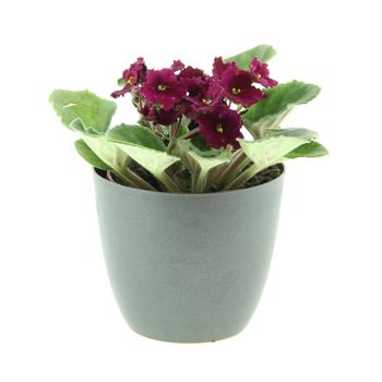 Africká fialka MIX květináč 10,5cm