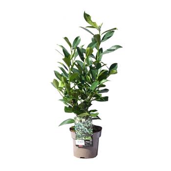 Bobkovišeň lékařská Caucasica květináč 3 litry, výška 40/60cm, keř