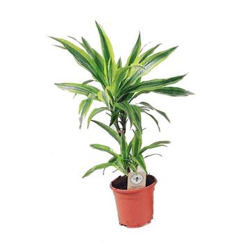 Dračinec Lemon Lime výška kmínků 30-10cm, květináč 17cm