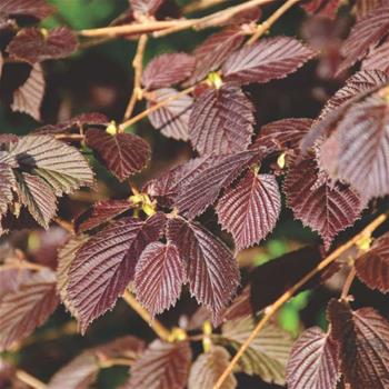 Líska největší Purpurea květináč 2,5 litru, keř, SAMOSPRAŠNÁ