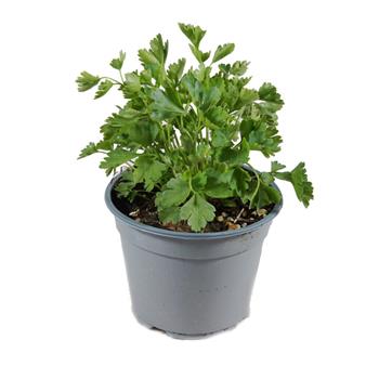 Petrželka hladká květináč 14cm