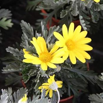 Euryops hřebenitý květináč 11cm