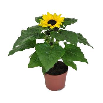 Slunečnice mix květináč 13cm