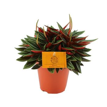 Pepřinec Rosso květináč 12cm