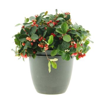 Libavka poléhavá květináč 15cm