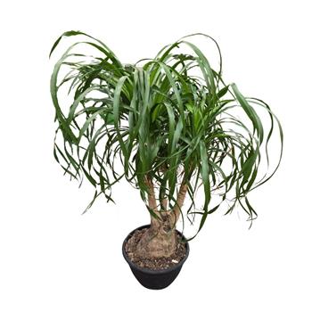 Nolina, sloní noha výška 95cm, větvená, květináč 26cm