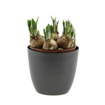 Narcis mix květináč 12cm