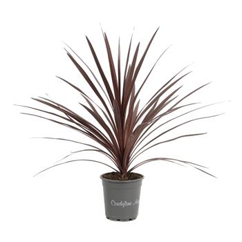 Dračinka Red Star květináč 17cm