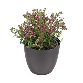 Tlustice Schmidtova květináč 10cm