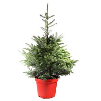 Jedle korejská výška 80/100cm