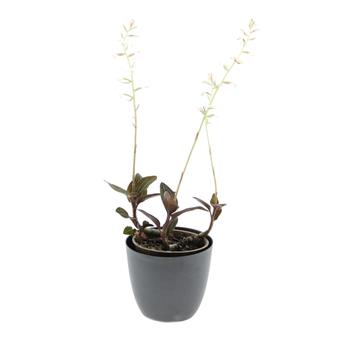 Ludisie květináč 12cm