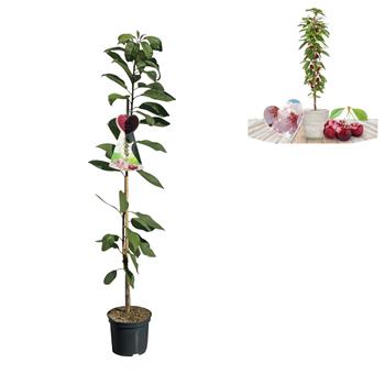 Třešeň Sylvia květináč 5 litrů, sloupová, výška 80/100cm, SAMOSPRAŠNÁ
