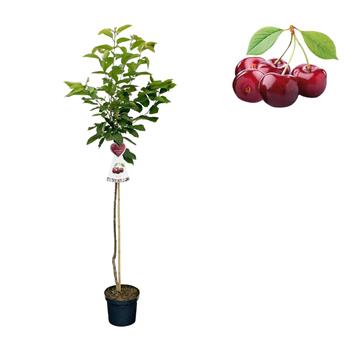 Třešeň Burlat květináč 6 litrů, výška 150/175cm, stromek, CIZOSPRAŠNÁ