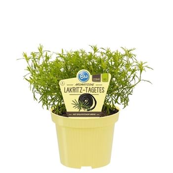Nepravá lékořice BIO květináč 12cm