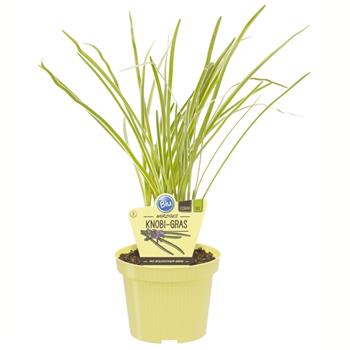 Česneková tráva BIO květináč 12cm