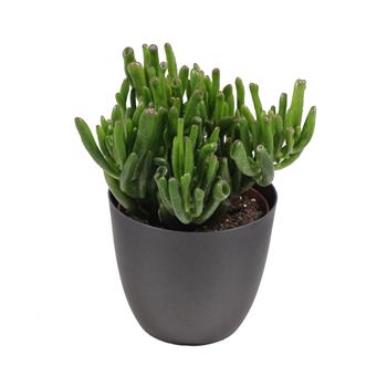 Tlustice Gollum květináč 13cm