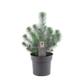 Borovice pinie květináč 17cm