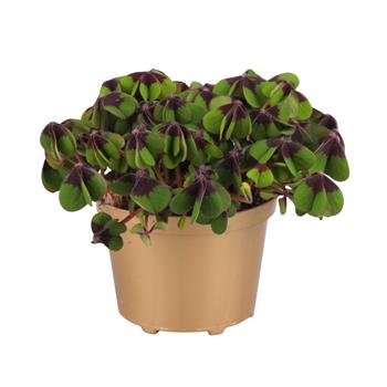 Šťavel čtyřlistý květináč 9cm